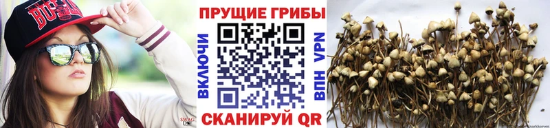 Псилоцибиновые грибы Cubensis  кракен ссылки  Углегорск  дарнет шоп 